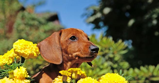 В следващите дни времето ще е облачно дъждовно и хладно