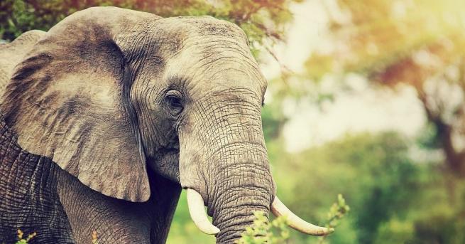 Разярен слон е стъпкал и убил петима души за една