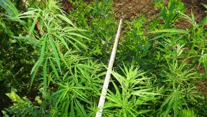 канабис Видин