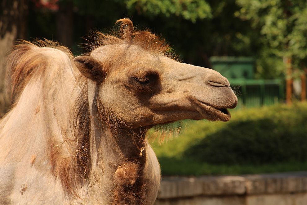 Двугърбата камила Леми е на осем години и идва у нас от унгарския зоопарк „Веспрем“