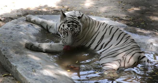 Последният бял тигър в зоопарка в Синсинати си отиде от