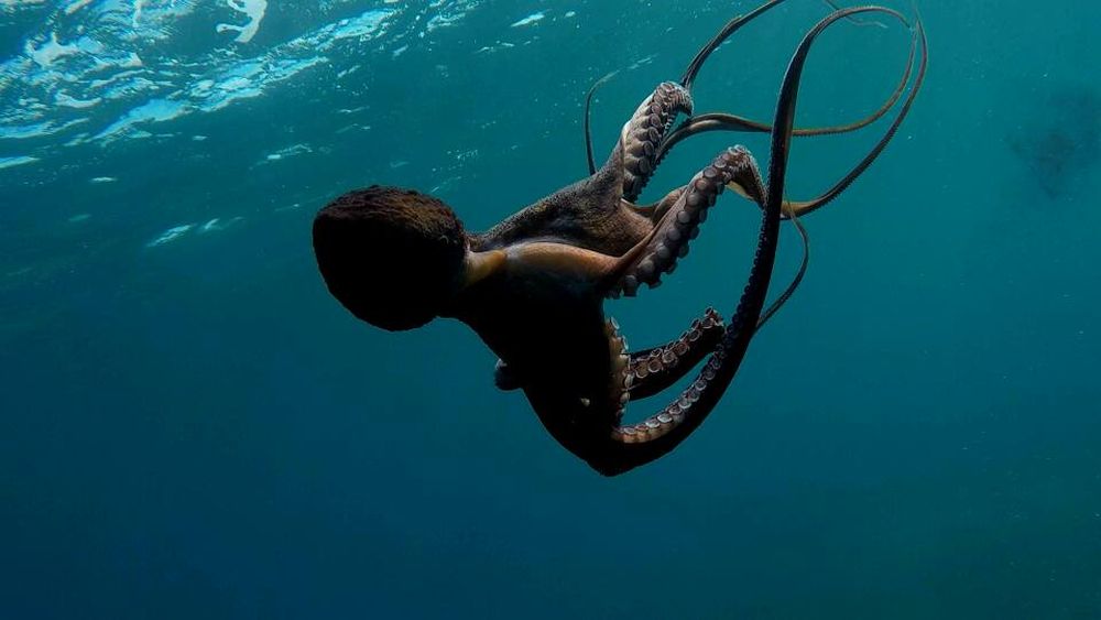 Магическото безвремие на подводния свят