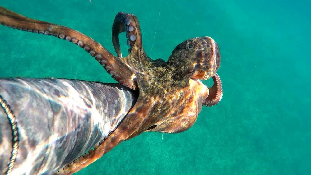 Магическото безвремие на подводния свят