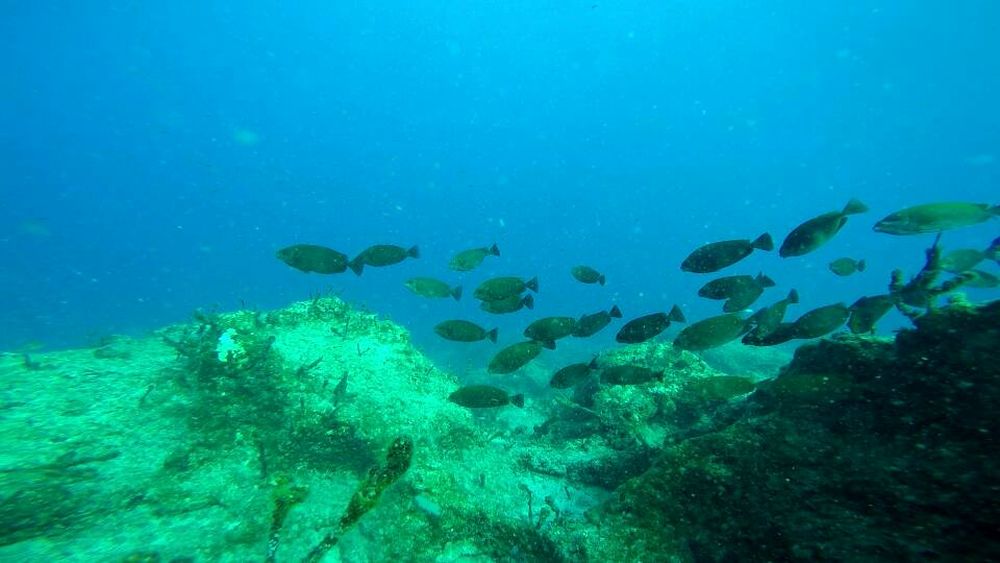 Магическото безвремие на подводния свят