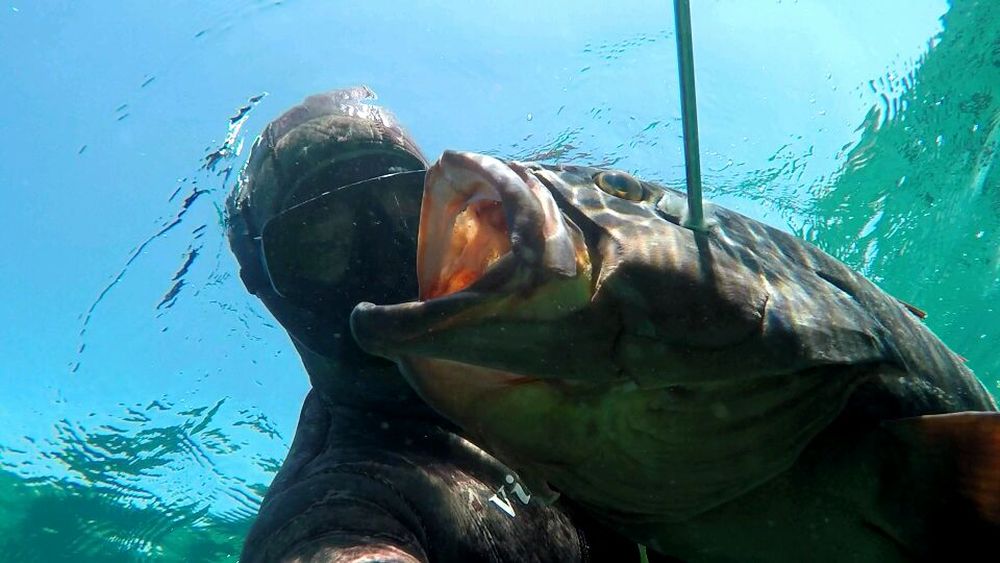 Магическото безвремие на подводния свят