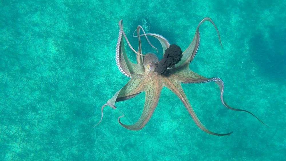 Магическото безвремие на подводния свят