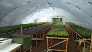 Цветя в Смолян