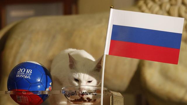 Котаракът Ахил - сред най-добрите оракули на Световното по футбол