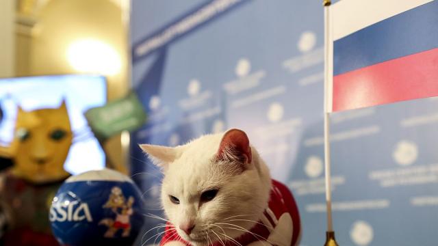 Котаракът оракул Ахил си намери приемно семейство