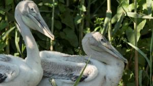 пеликани Сребърна