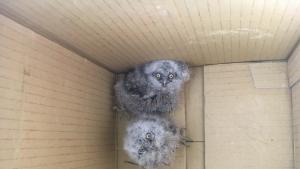 млади чухалчета Враца