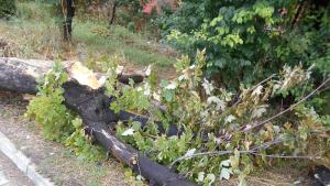 Паднало дърво