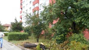 паднало дърво време