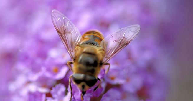 Учени предвиждат мрачно бъдеще за пчелите поради климатичните промени които