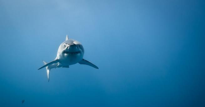 Голяма бяла акула беше забелязана за първи път от десетилетия