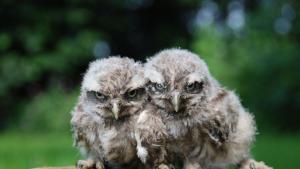 кукумявка бебе кукумявче