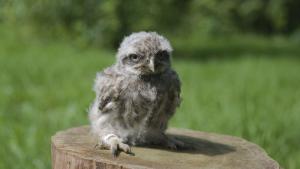 кукумявка бебе кукумявче