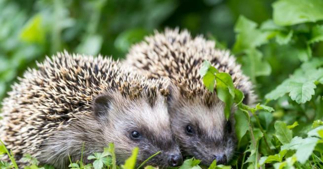 През следващите дни въздушната маса отново ще стане неустойчива показва