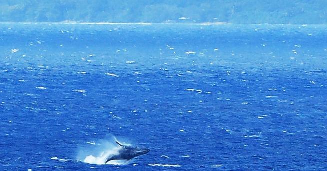 Испания ще опазва мигриращите китове и делфини в специален Средиземноморски