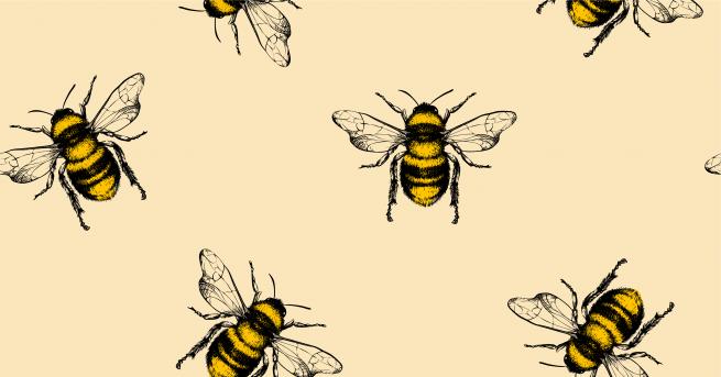 Учени предвиждат мрачно бъдеще за пчелите поради климатичните промени, които