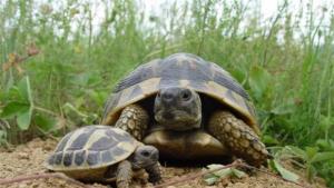 костенурка