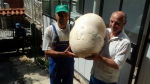 гигантска гъба