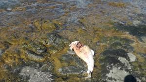 мъртъв делфин