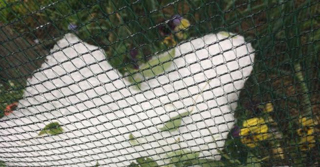 Градушка удари в късния следобед днес смолянското село Влахово като