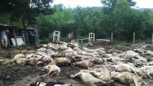 избити овце село кости