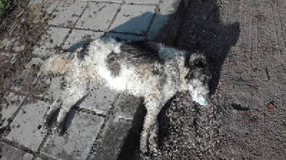  убити кучета Пловдив 