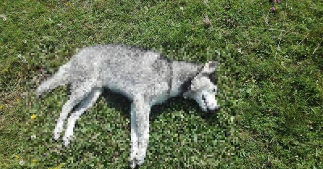 Сигнал за убити кучета в курорта Юндола вдигна накрак институциите
