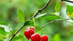 времето дъжд череши