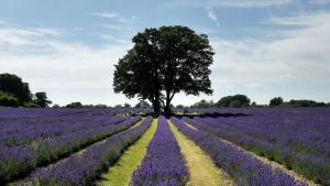 лавандула поля