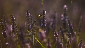 лавандула поля