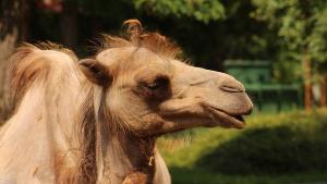 Двугърбата камила Леми