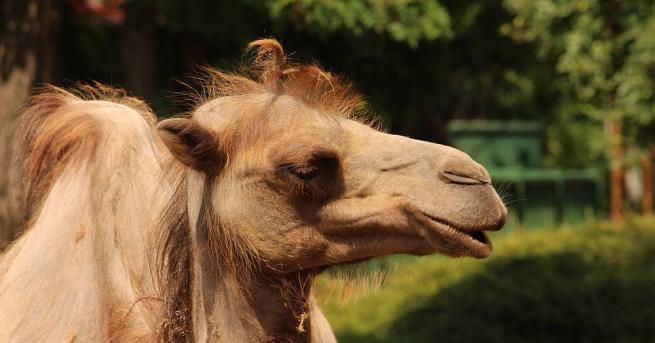 Бейби бум в Столичния зоопарк – от началото на лятото