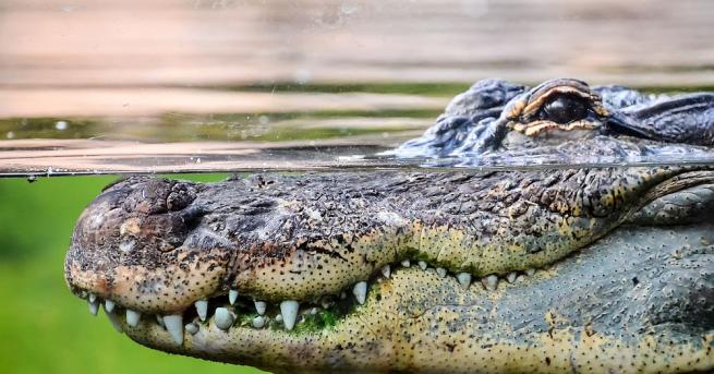Австралийски рейнджъри уловиха 5 метров соленоводен крокодил в р Катрин в