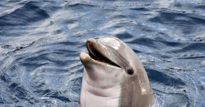 Делфините могат да разпознаят себе си в огледалото имат чувство