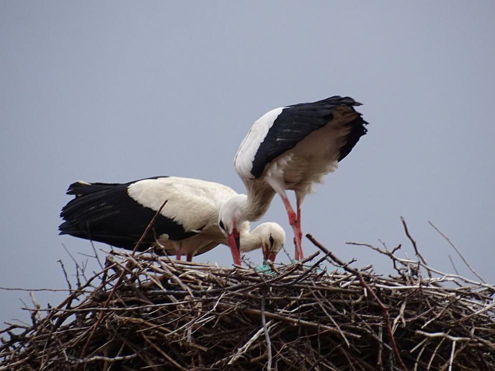 Преди дни от обилните дъждове падна гнездото на най-известната двойка