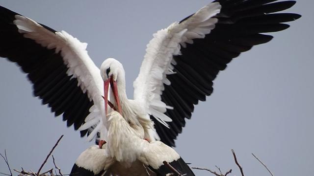 Щъркелите отлитат на юг (ВИДЕО)