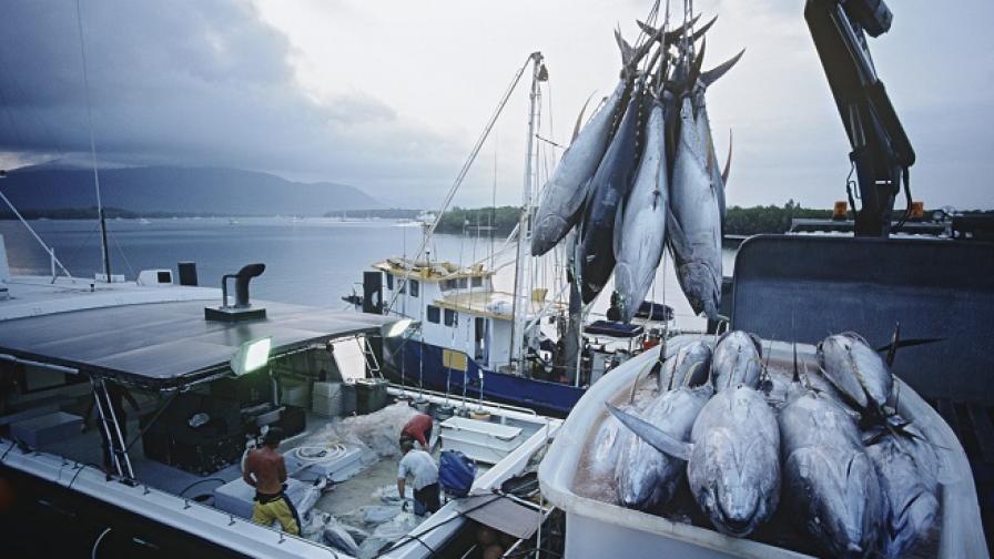Доклад на ООН: Рибата в Европа свършва