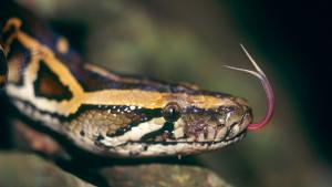Откриха три змии в къща в Дупница съобщиха от полицията