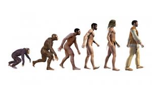 Еволюция човек маймуна