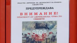 Силистра чума свинете