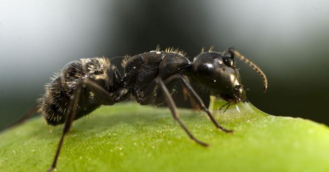 Захарната сребърна мравка Cataglyphis bombycina може да преодолее почти метър