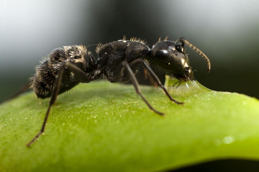 Най-бързата мравка на планетата изминава почти метър за секунда - Любопитно  - DarikNews.bg