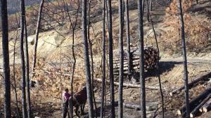 незаконна сеч дървесина