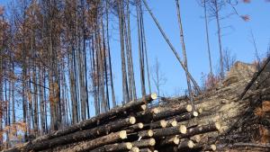 България спира износа на необработена дървесина през следващите три месеца