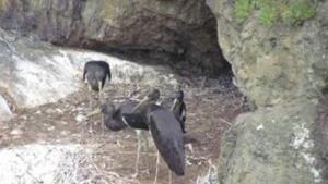 НП Централен Балкан