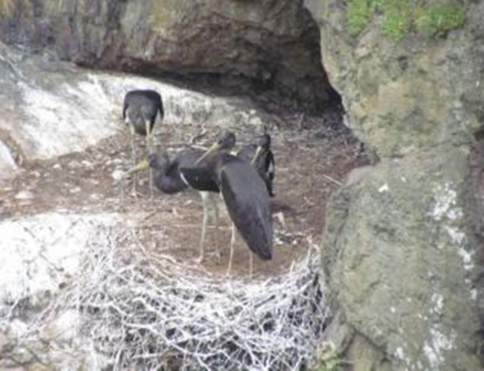 Четири черни щъркелчета се излюпиха в Национален парк „Централен Балкан“